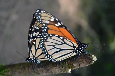 Sol y Tequila Especial Mariposas