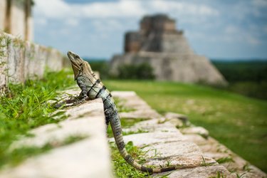 Tierra Maya