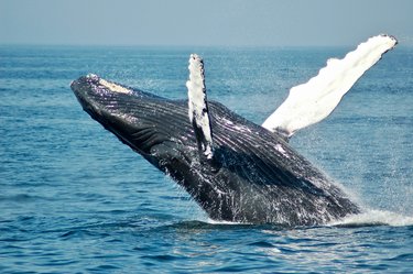 Toda Baja Especial Ballenas
